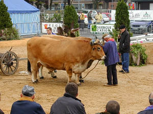 Vache d'Aubrac