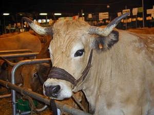 vache Aubrac