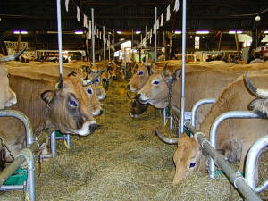 vache Aubrac