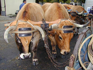 vache Aubrac