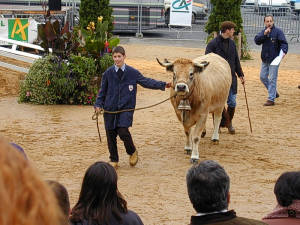 Vache d'Aubrac