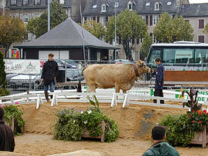 Vache d'Aubrac